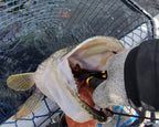 Pike/Musky Lure Hook Cutters